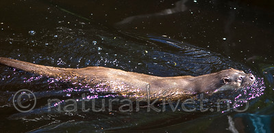 BB 12 0138 / Lutra lutra / Oter